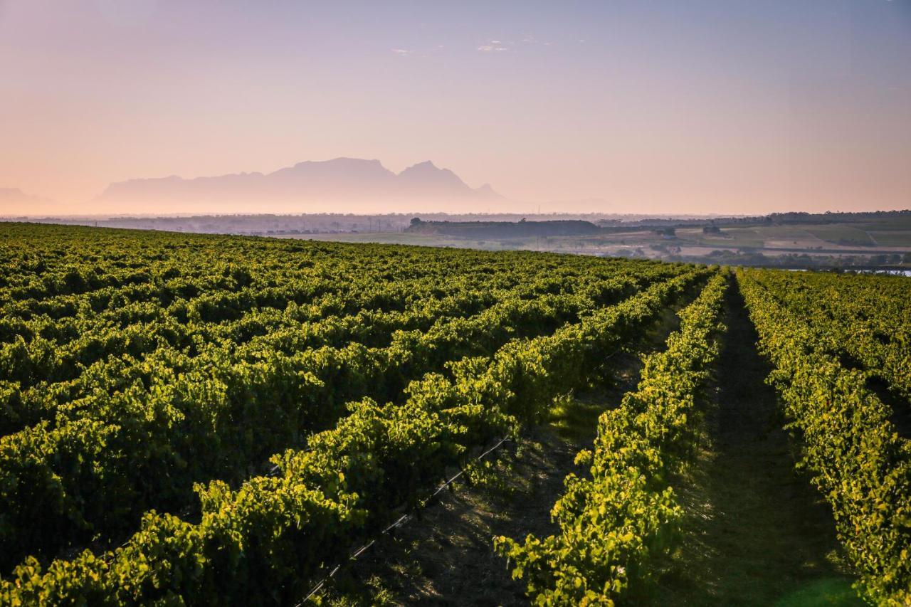 Lyngrove Wines & Guesthouse Stellenbosch Dış mekan fotoğraf